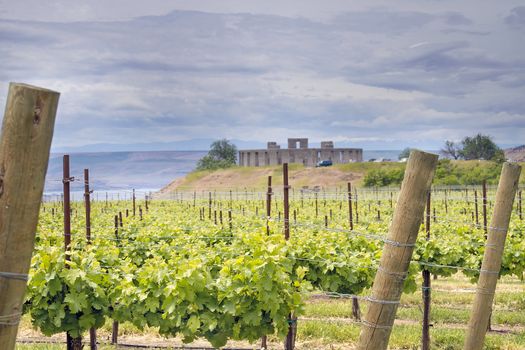 Winery Vineyard in Maryhill Stonehenge Washington State Along Columbia River Gorge