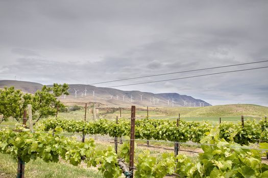 Winery Vineyard Landscape with Wine Turbine Farm on Rolling Hills