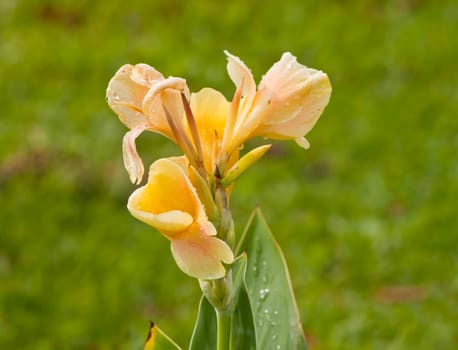 canna flower in nature. 