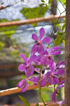 Beautiful orchid