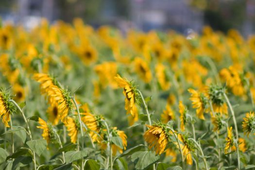 Sunflower  And wind. Sunlight