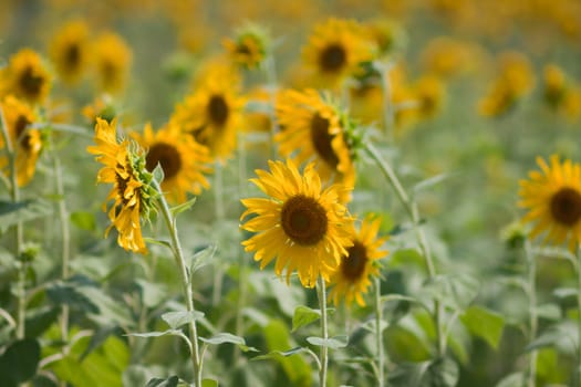 Sunflower  And wind. Sunlight