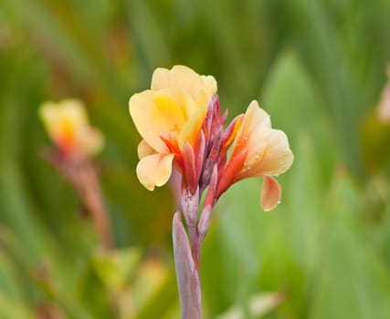 canna flower in nature. 