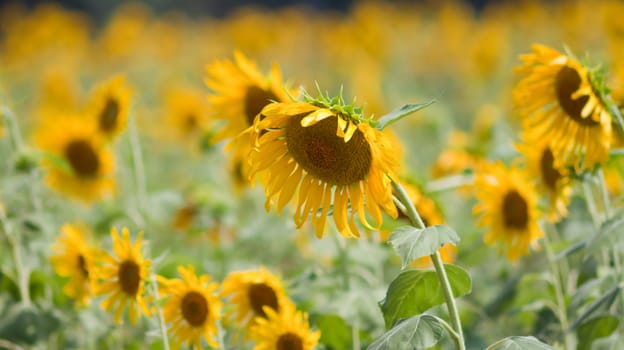 Sunflower  And wind. Sunlight