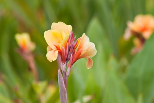 canna flower in nature. 