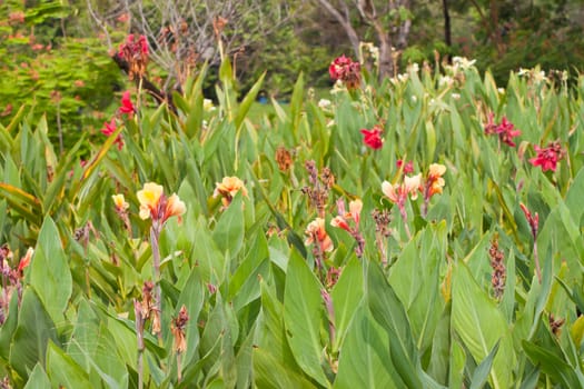 canna flower in nature. 