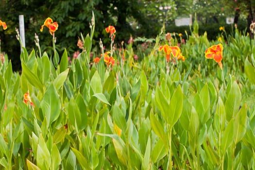 canna flower in nature. 