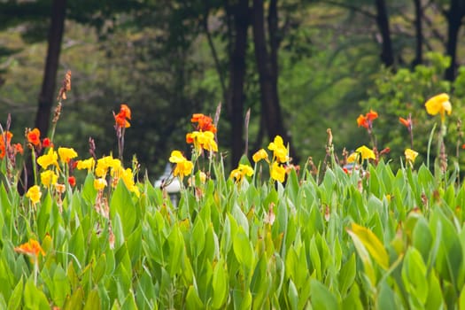 canna flower in nature. 