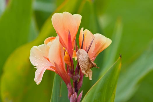 canna flower in nature. 