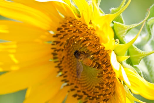 Sunflower  And wind. Sunlight