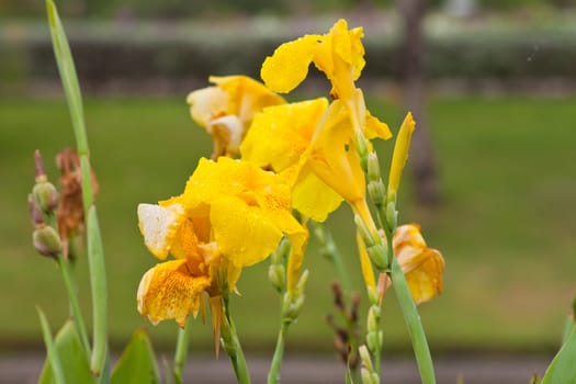 canna flower in nature. 