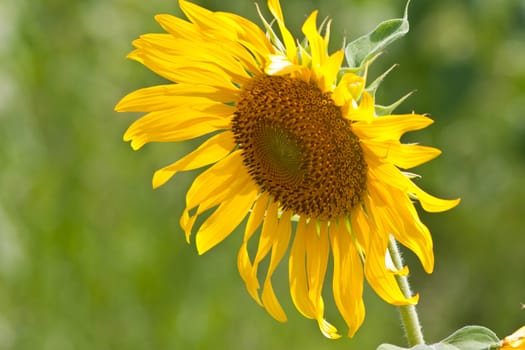 Sunflower  And wind. Sunlight