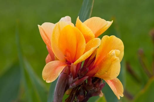 canna flower in nature. 