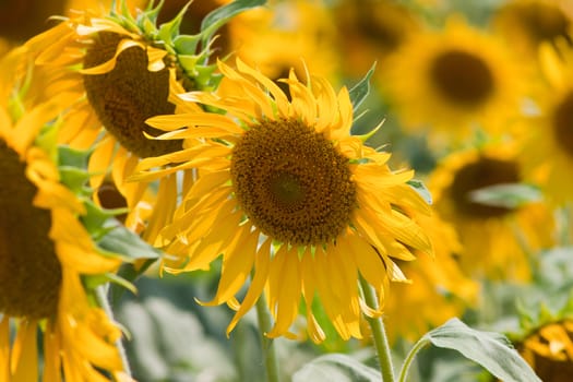 Sunflower  And wind. Sunlight