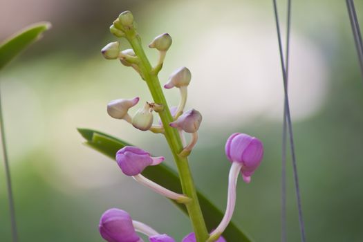 Beautiful orchid