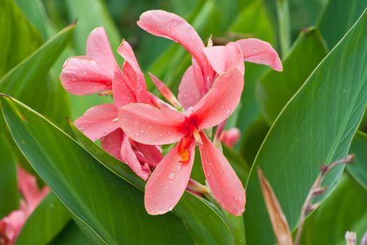 canna flower in nature. 