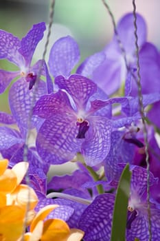 Beautiful orchid