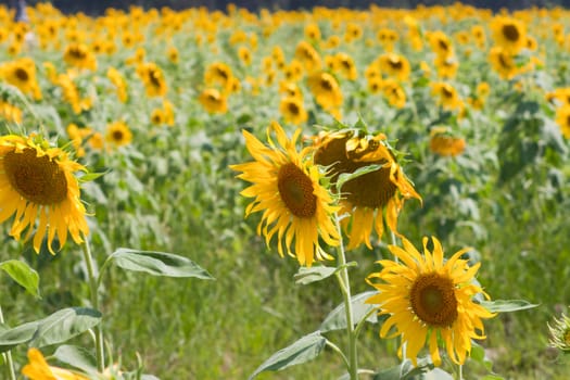 Sunflower  And wind. Sunlight