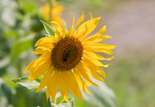 Sunflower  And wind. Sunlight