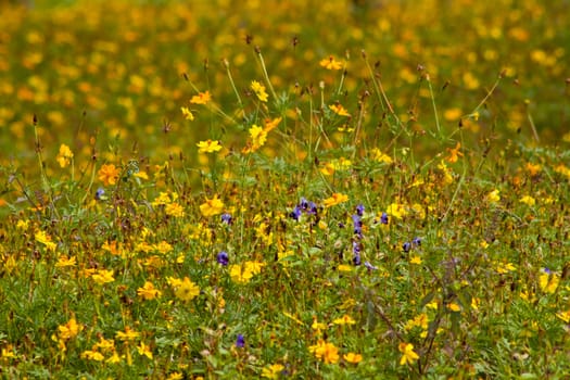 Marigold flowers