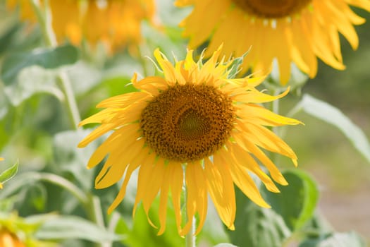 Sunflower  And wind. Sunlight