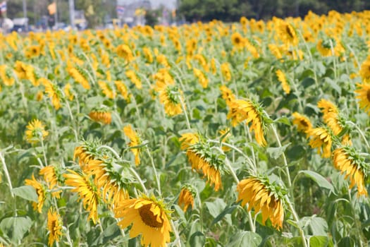 Sunflower  And wind. Sunlight