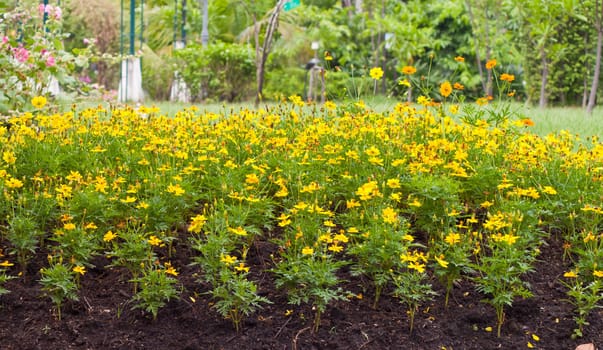 Marigold flowers