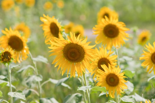 Sunflower  And wind. Sunlight