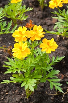 Marigold flowers