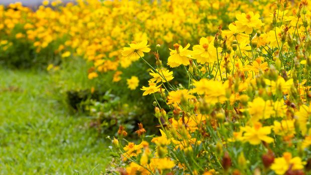 Marigold flowers