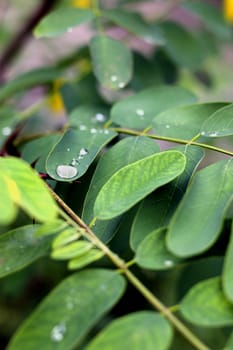 Water drop on the green leaves after rain