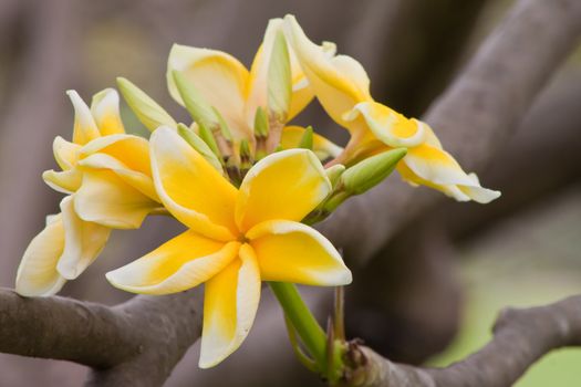 Branch of tropical flowers frangipani (plumeria)