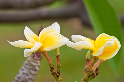 Branch of tropical flowers frangipani (plumeria)