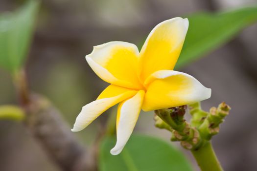 Branch of tropical flowers frangipani (plumeria)