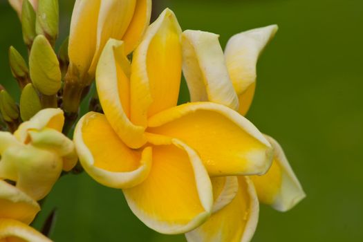 Branch of tropical flowers frangipani (plumeria)