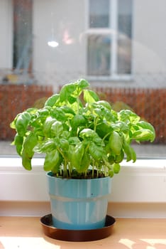 Basil on the window