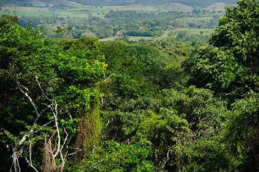 rain-forest background