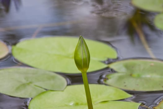 beautiful lotus