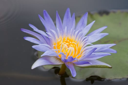 beautiful lotus