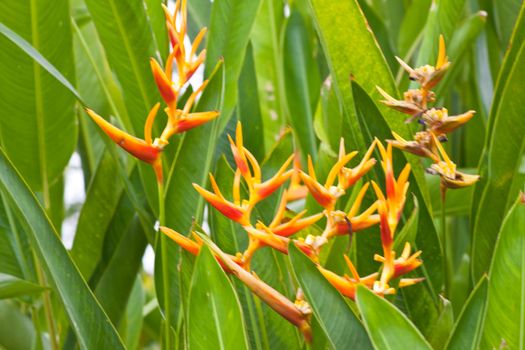 canna flower in nature. 