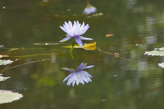 beautiful lotus