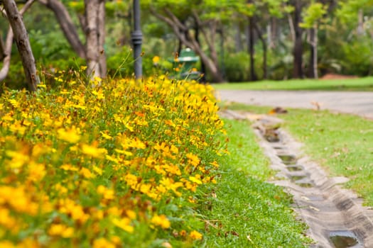 Marigold flowers