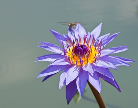 beautiful lotus