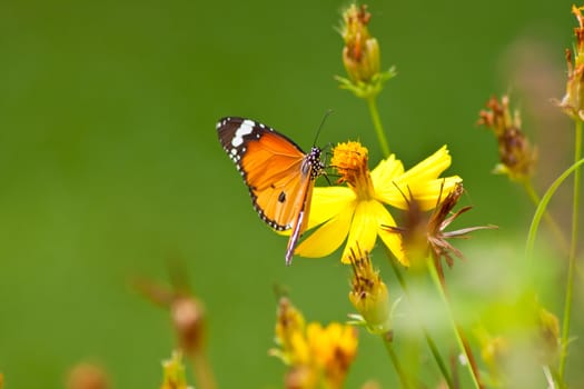 Marigold flowers