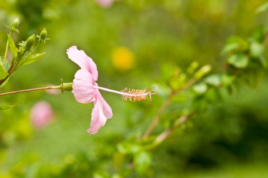 hibiscus  Flower