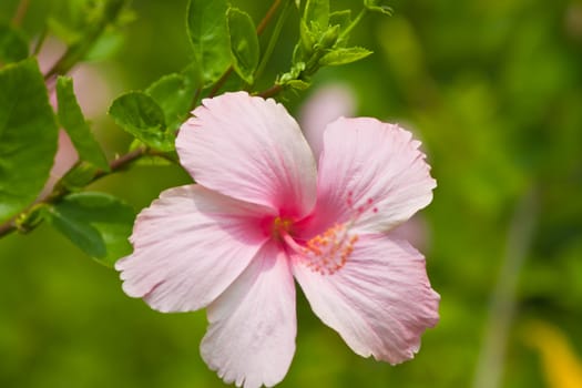 hibiscus  Flower