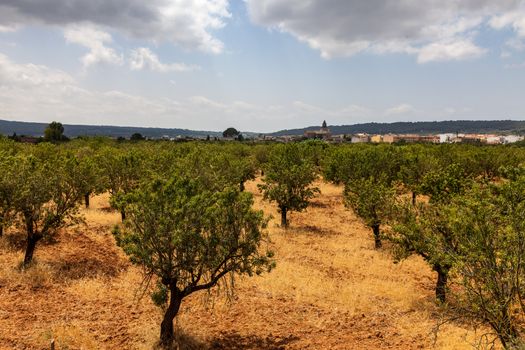 Image of an orchard with almond trees located near Alaro town in Mallorca, in Balearic Islands, Spain.