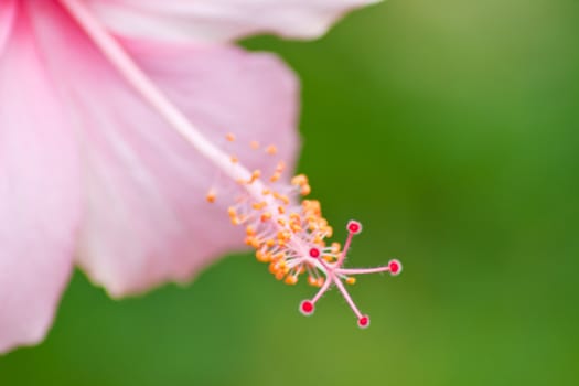 hibiscus  Flower