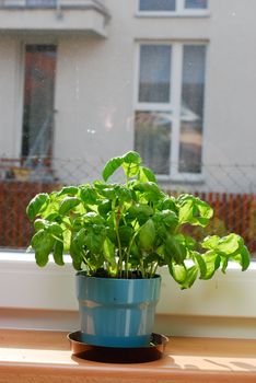 Basil on the window