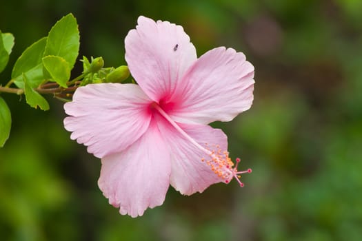 hibiscus  Flower